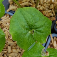 Asarum canadense